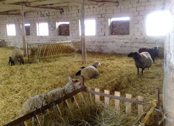 Комфортная овчарня для овец своими руками на частном подворье